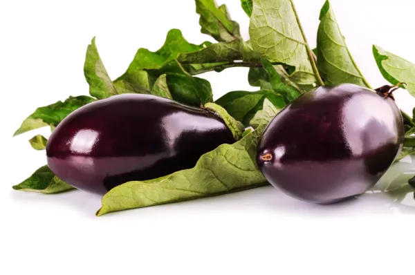 ⁦זרעי חציל סגול, כ-10 זרעים⁩ – תמונה ⁦4⁩
