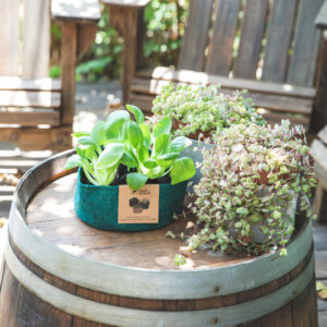 מתחילים לזרוע: מלפפון + עגבנייה + דשן