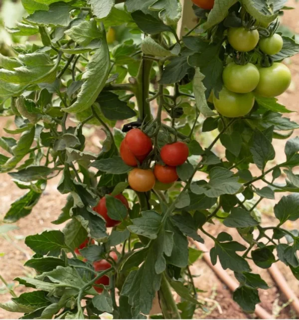 זרעי ירקות לקיץ